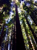 Redwood Giants: It's too big!